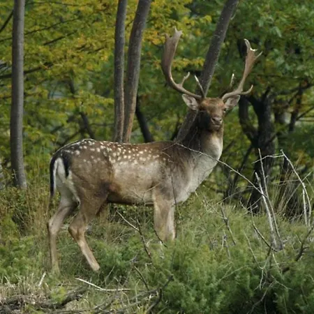 別荘 Vintage With Private Garden In Rendeux